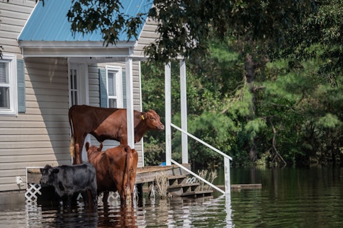 Flood Insurance Program Struggles with Rising Repeat Payouts