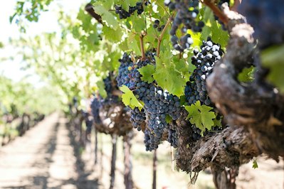 Navigating Through the Vines: Assessing the Current State of Winery Insurance Market in California - Insurance Claims News Article