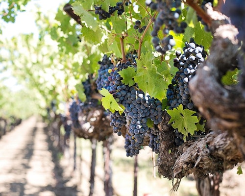 Navigating Through the Vines: Assessing the Current State of Winery Insurance Market in California