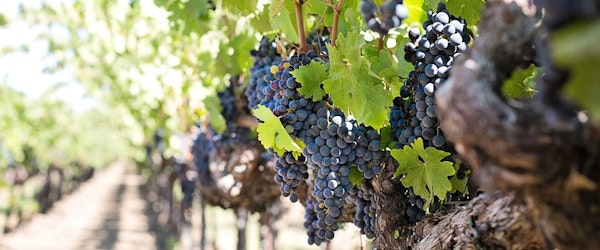 Navigating Through the Vines: Assessing the Current State of Winery Insurance Market in California (Insurance Business)
