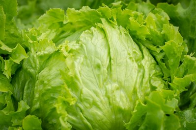 Taylor Farms Recalls Iceberg Lettuce Shipped to 27 States Amid Cyclospora Outbreak - Insurance Claims News Article