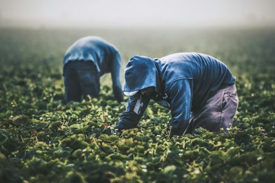 Heat-Related Injuries and Workers’ Compensation in California Agriculture - Insurance Claims News Article