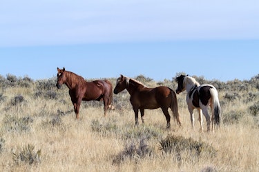 Preventing Wildfire With the Wild Horse Fire Brigade - Insurance Claims News Article