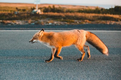 Animal Collisions Nationwide Increased During The Pandemic - Insurance Claims News Article