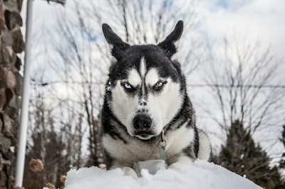New Illinois Law Mandates That Insurers Report All Dog Bite Claims - Insurance Claims News Article