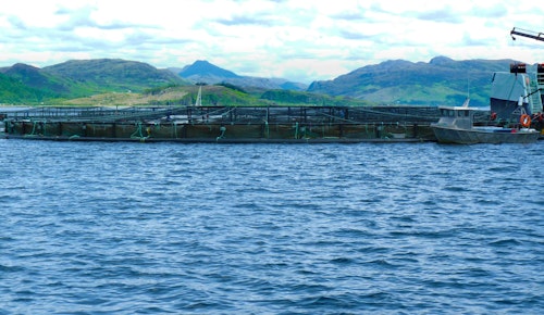 Norwegian Salmon Farms Face Record Fish Mortality Rates Amid Harsh Conditions