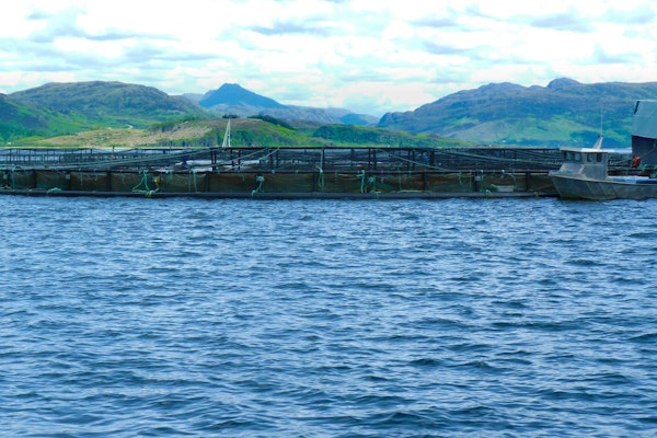 Norwegian Salmon Farms Face Record Fish Mortality Rates Amid Harsh Conditions