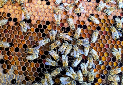 North Carolina Mom Discovers Over 50,000 Bees Behind Toddler’s Wall After Mistaking Buzzing for Monsters