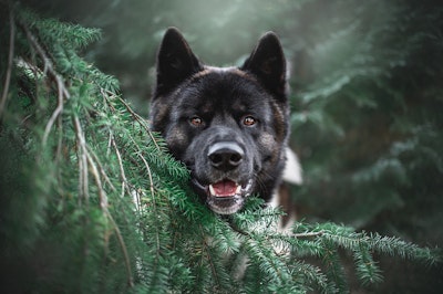Subrogating Dog Bite Cases - Insurance Claims News Article