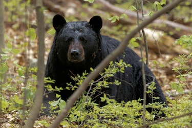 Bears Wreak Havoc Inside Connecticut Car - Insurance Claims News Article