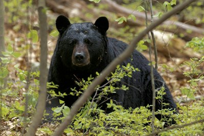 Bears Wreak Havoc Inside Connecticut Car - Insurance Claims News Article