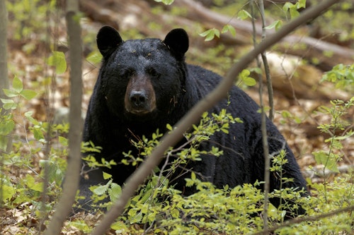 Bears Wreak Havoc Inside Connecticut Car