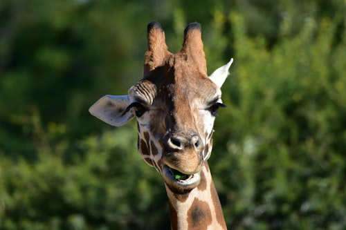 Adjusters Reveal Their Wildest Claims: From Zoo Giraffes to Ancient Burial Grounds