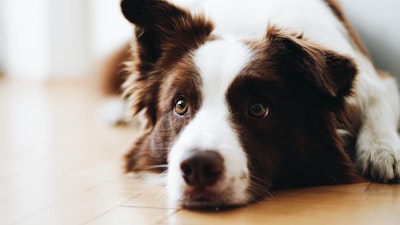 Proposal to Introduce Pet Insurance in New York Gains Momentum - Insurance Claims News Article