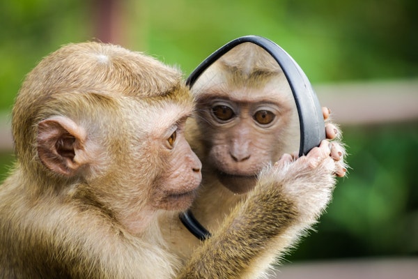Through The Looking Glass