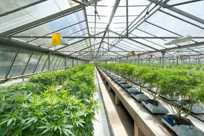 Cannabis Industry Prospects Brighten; Risks, Challenges Remain - Insurance Claims News Article