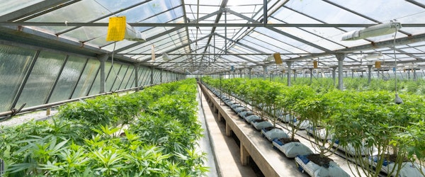 Cannabis Industry Prospects Brighten; Risks, Challenges Remain (Insurance Information Institute)