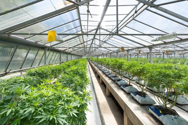 Cannabis Industry Prospects Brighten; Risks, Challenges Remain