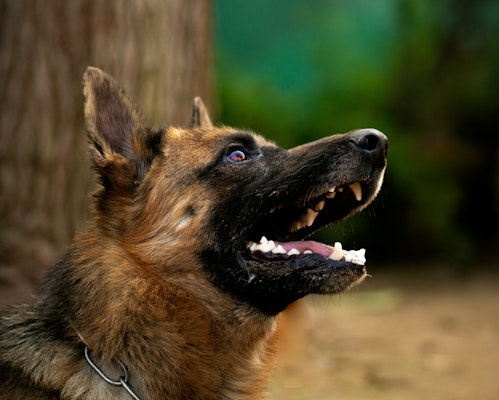 California Woman Receives $1 Million Settlement After Police K-9 Bite Leads to Scalp Injuries