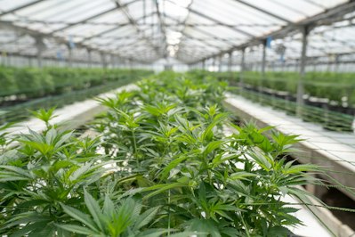 Berkshire Hathaway Insurer and Cannabis Company Clash Over $1.3 Million Claim - Insurance Claims News Article