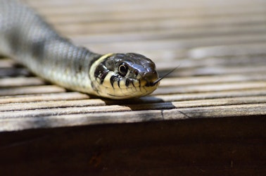 Attempt To Remove Snakes Sets Maryland Mansion Ablaze (CNN )