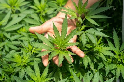 The Cannabis Carousel - Insurance Claims News Article