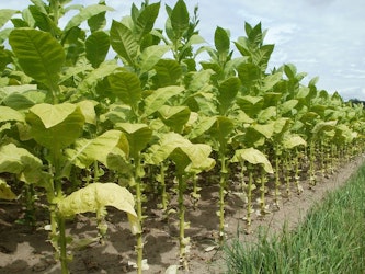 tobacco insurance fraud in kentucky DEPARTMENT OF Six farmers plead guilty to