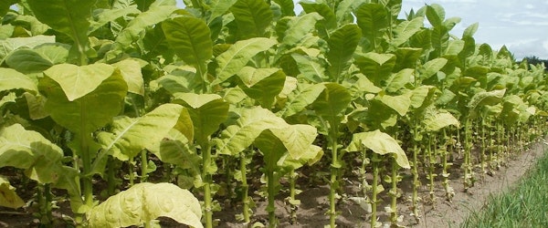 17 Tobacco Farmers Settle Civil Claims In Widespread Crop Insurance Fraud Investigation (AllOnGeorgia)