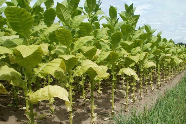 Former Kentucky Warehouse Manager Agrees to Pay $16M in Crop Insurance Fraud Case