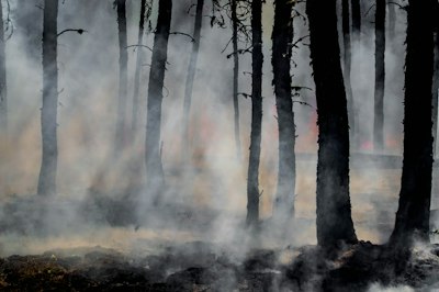 Texas Panhandle Wildfires Leave Uninsured Residents Facing Dire Financial Futures - Insurance Claims News Article