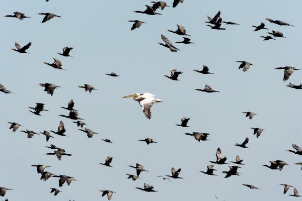 The Herculean Task Required To Reduce Liability Claims Involving Autonomous Vehicles