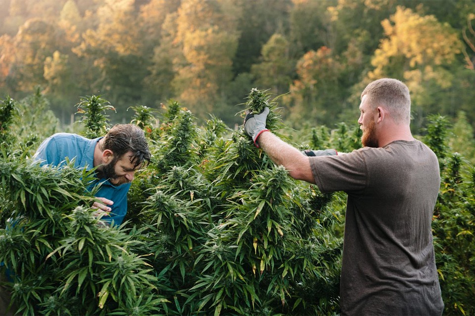 5 Evolving Workers’ Comp Losses in the Cannabis Industry