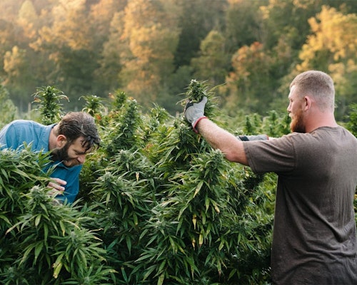 5 Evolving Workers’ Comp Losses in the Cannabis Industry