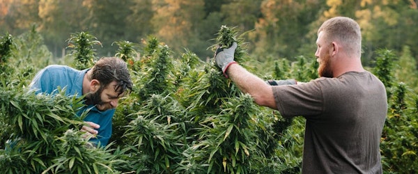 5 Evolving Workers’ Comp Losses in the Cannabis Industry (Risk & Insurance)