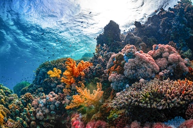 Hurricane Lala Triggers First U.S. Coral Reef Insurance Payout - Insurance Claims News Article