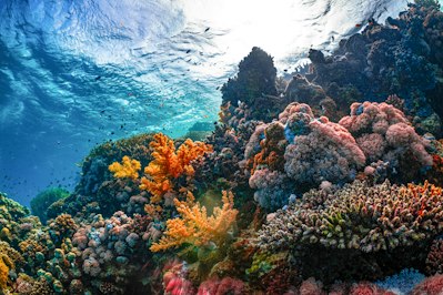 Hurricane Lala Triggers First U.S. Coral Reef Insurance Payout - Insurance Claims News Article