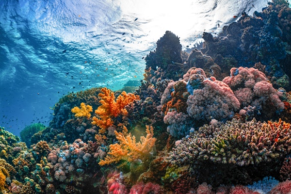 Hurricane Lala Triggers First U.S. Coral Reef Insurance Payout