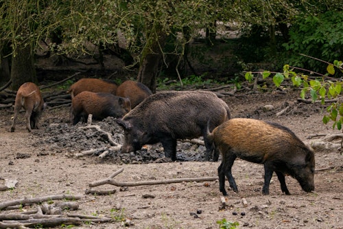 Wild Pigs Cost Mississippi Farmers Millions Annually Despite State Trapping Efforts