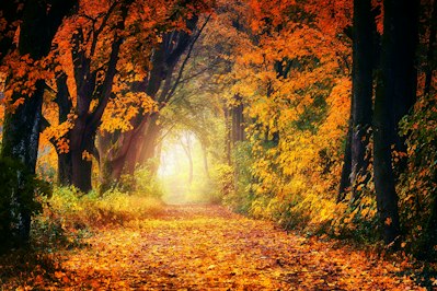 Swiss Re Believes Insurers Should Support Biodiversity With Real Dollars - Insurance Claims News Article