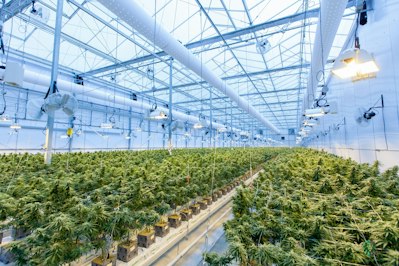 Navigating the New Frontier in Cannabis Insurance and Legal Landscape - Insurance Claims News Article