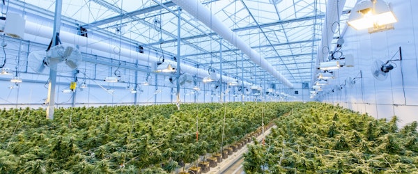 How Ergonomics Plays A Crucial Role In Cannabis Worker Safety (Risk & Insurance)