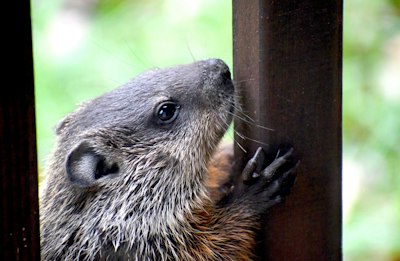 Triple-I And Milliman Groundhog Day Report Projects Insurer Growth, Profits In 2021 - Insurance Claims News Article