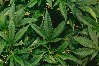 2024 Drug Testing Index Unveils Increasing Drug Positivity Rates Among American Workers - Insurance Claims News Article