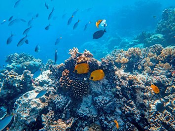 Hurricane Lisa’s Belize Landfall Triggered Parametric Payout For Coral Reef Protection - Insurance Claims News Article