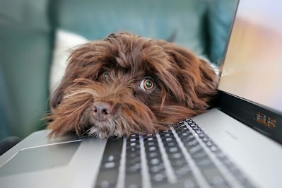 Digital Innovation Paves the Way for Pet Insurance Breakthrough - Insurance Claims News Article