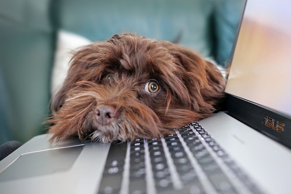 Digital Innovation Paves the Way for Pet Insurance Breakthrough