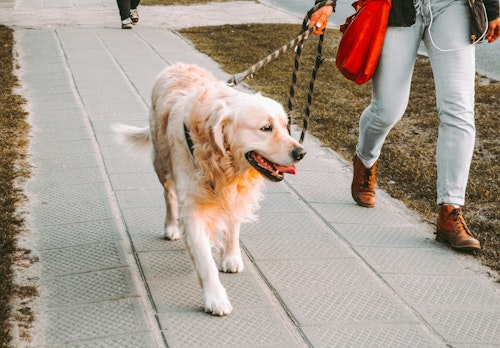 How Dog Walking Became a Common Cause of Injury and What You Can Do About It